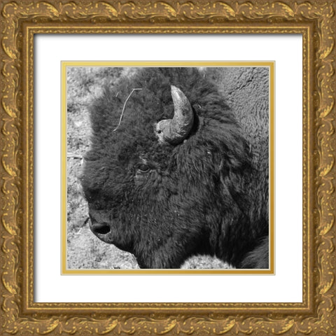 Buffalo Baby 2 Gold Ornate Wood Framed Art Print with Double Matting by Phillip, Jamie