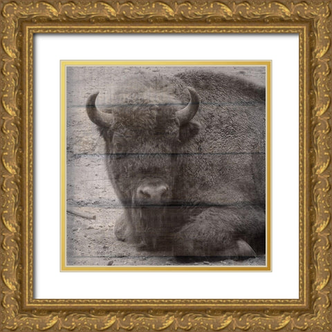 Buffalo Baby 3 Gold Ornate Wood Framed Art Print with Double Matting by Phillip, Jamie