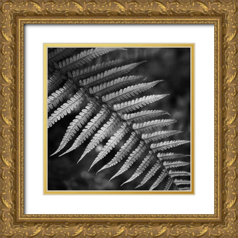 Night Fall Fern Gold Ornate Wood Framed Art Print with Double Matting by Phillip, Jamie