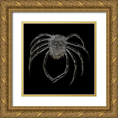 Whay So Crabby 4 Gold Ornate Wood Framed Art Print with Double Matting by Phillip, Jamie