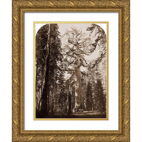 Grizzly Giant - 33 ft. diam. -  Mariposa Grove, Yosemite, California, 1861 Gold Ornate Wood Framed Art Print with Double Matting by Watkins, Carleton