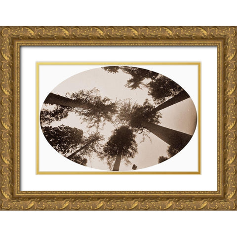 Among The Tree Tops Calaveras Grove Gold Ornate Wood Framed Art Print with Double Matting by Watkins, Carleton