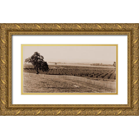 Young Orchard, Palermo, Butte County, California, 1888-1891 Gold Ornate Wood Framed Art Print with Double Matting by Watkins, Carleton