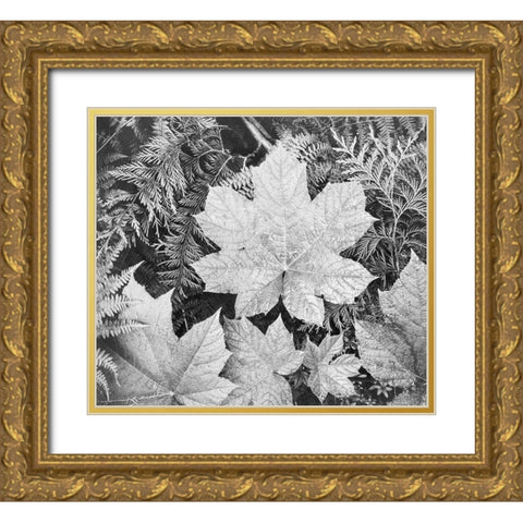 Leaves, Glacier National Park, Montana - National Parks and Monuments, 1941 Gold Ornate Wood Framed Art Print with Double Matting by Adams, Ansel