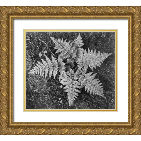 Ferns, Glacier National Park, Montana - National Parks and Monuments, 1941 Gold Ornate Wood Framed Art Print with Double Matting by Adams, Ansel