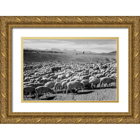 Flock in Owens Valley - National Parks and Monuments, 1941 Gold Ornate Wood Framed Art Print with Double Matting by Adams, Ansel