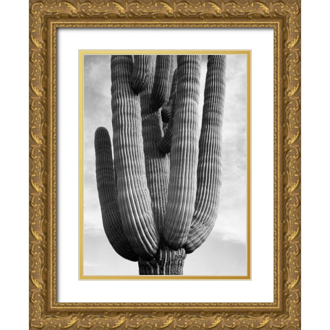 Detail of cactus Saguaros, Saguro National Monument, Arizona, ca. 1941-1942 Gold Ornate Wood Framed Art Print with Double Matting by Adams, Ansel