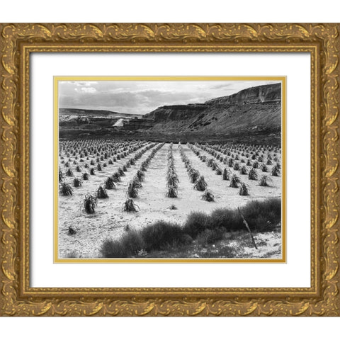 Looking across rows of corn, cliff in background, Corn Field, Indian Farm near Tuba City, Arizona, i Gold Ornate Wood Framed Art Print with Double Matting by Adams, Ansel