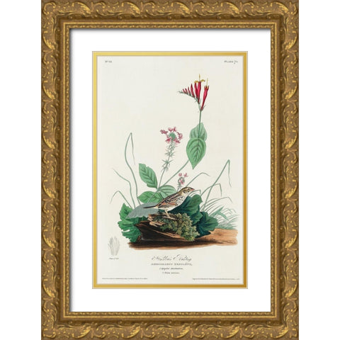 Henslows Bunting Gold Ornate Wood Framed Art Print with Double Matting by Audubon, John James