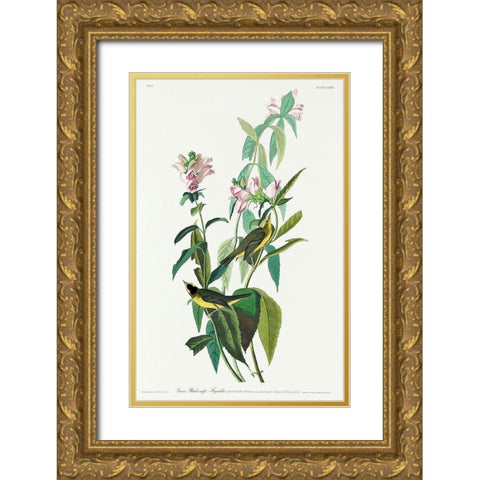 Green Black-Capt Flycatcher Gold Ornate Wood Framed Art Print with Double Matting by Audubon, John James