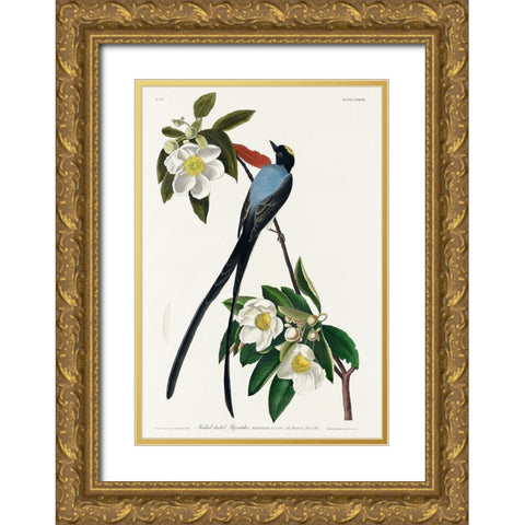 Fork-tailed Flycatcher Gold Ornate Wood Framed Art Print with Double Matting by Audubon, John James