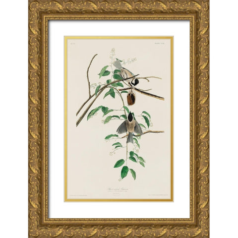 Carolina Titmouse Gold Ornate Wood Framed Art Print with Double Matting by Audubon, John James