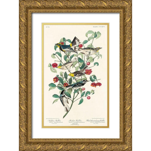 Audubons Warbler, Hermit Warbler and Black-throated gray Warbler  Gold Ornate Wood Framed Art Print with Double Matting by Audubon, John James