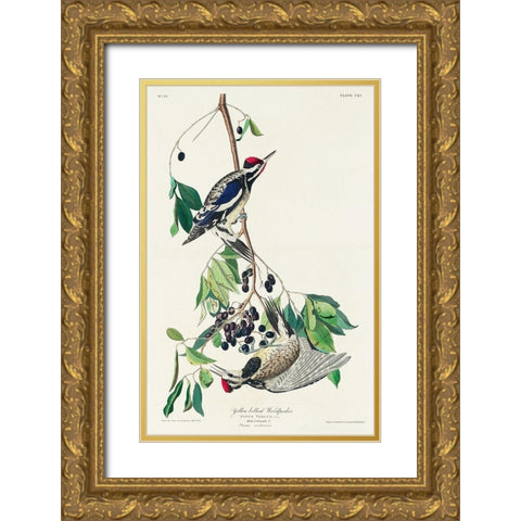 Yellow bellied Woodpecker Gold Ornate Wood Framed Art Print with Double Matting by Audubon, John James