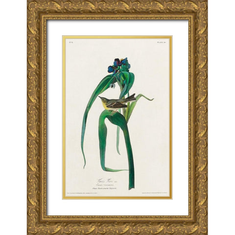 Vigors Vireo Gold Ornate Wood Framed Art Print with Double Matting by Audubon, John James