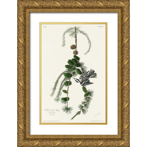 Black and White Creeper Gold Ornate Wood Framed Art Print with Double Matting by Audubon, John James