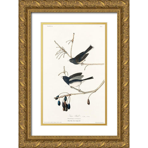 Snow Bird Gold Ornate Wood Framed Art Print with Double Matting by Audubon, John James