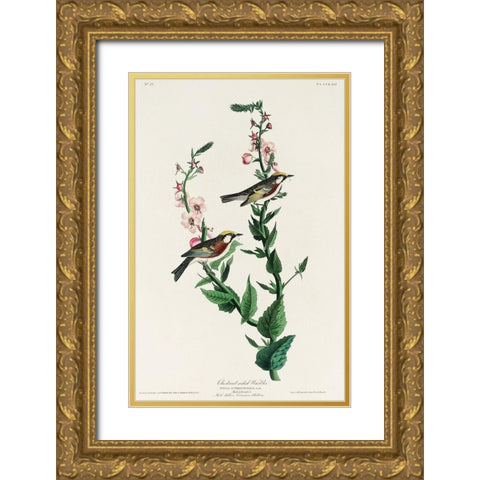 Chestnut-sided Warbler Gold Ornate Wood Framed Art Print with Double Matting by Audubon, John James