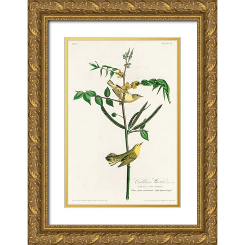 Childrens Warbler Gold Ornate Wood Framed Art Print with Double Matting by Audubon, John James