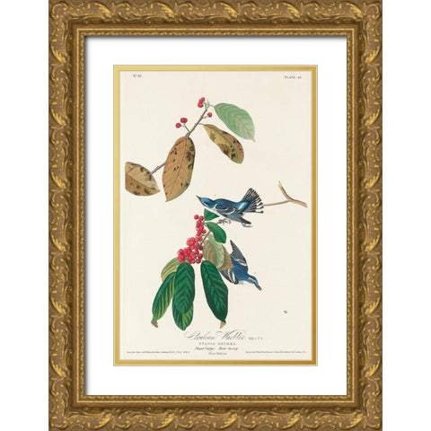 Azure Warbler Gold Ornate Wood Framed Art Print with Double Matting by Audubon, John James