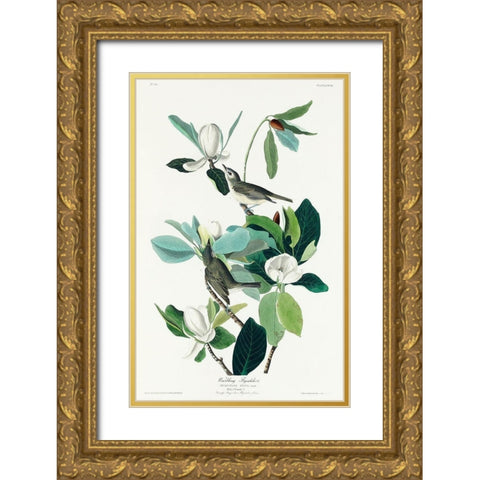 Warbling Flycatcher Gold Ornate Wood Framed Art Print with Double Matting by Audubon, John James