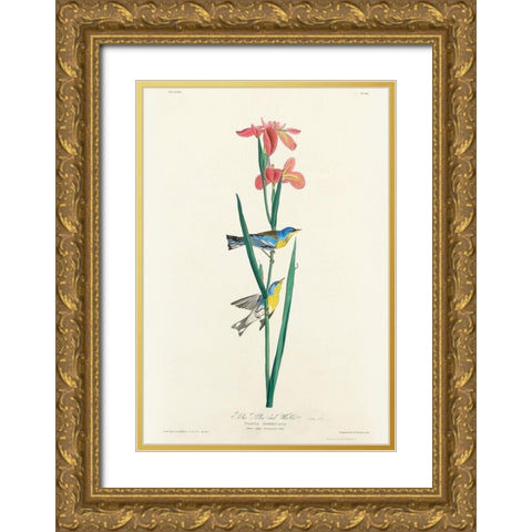 Blue Yellow back Warbler Gold Ornate Wood Framed Art Print with Double Matting by Audubon, John James