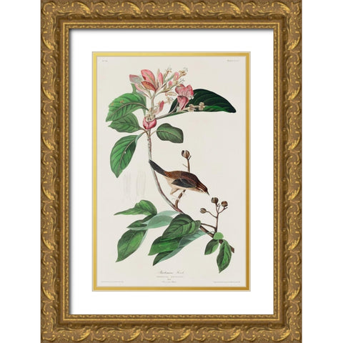 Bachmans Finch Gold Ornate Wood Framed Art Print with Double Matting by Audubon, John James