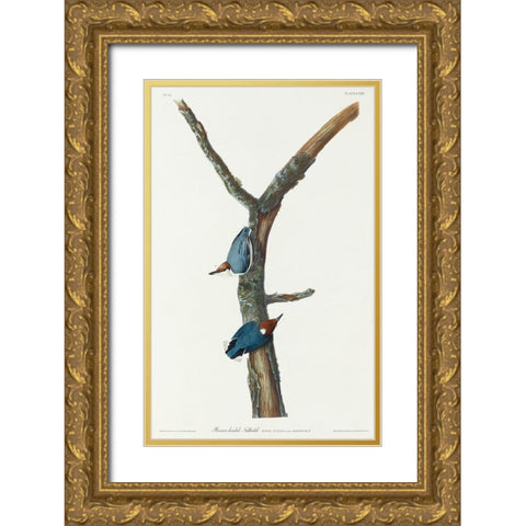 Brown-headed Nuthatch Gold Ornate Wood Framed Art Print with Double Matting by Audubon, John James