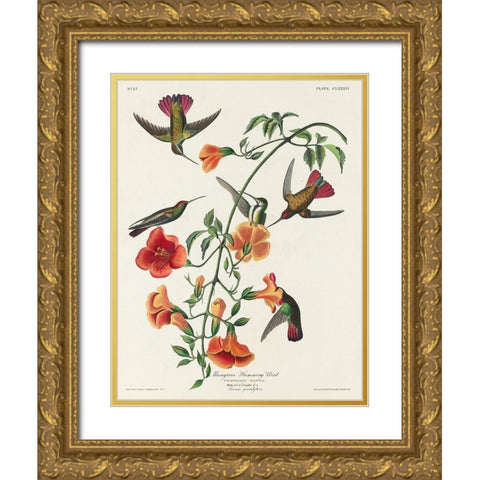 Mango Hummingbird Gold Ornate Wood Framed Art Print with Double Matting by Audubon, John James