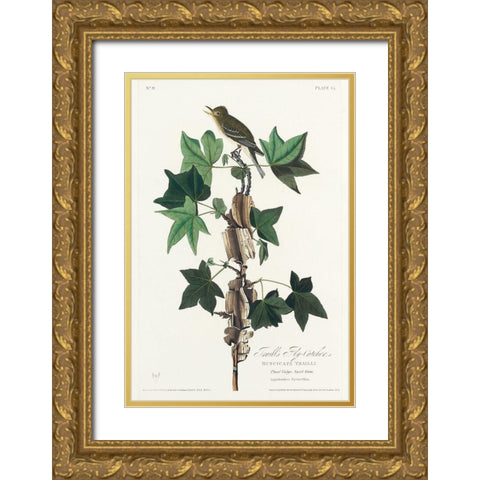 Traills Flycatcher Gold Ornate Wood Framed Art Print with Double Matting by Audubon, John James