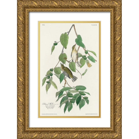 Autumnal Warbler Gold Ornate Wood Framed Art Print with Double Matting by Audubon, John James