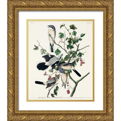 Great cinereous Shrike, or Butcher Bird Gold Ornate Wood Framed Art Print with Double Matting by Audubon, John James