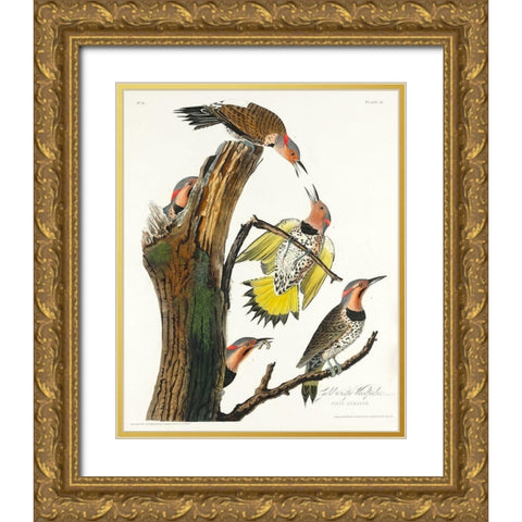 Golden-winged Woodpecker Gold Ornate Wood Framed Art Print with Double Matting by Audubon, John James