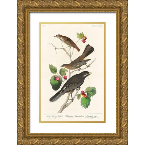 Little Tawny Thrush, Ptiliogonys Townsendi and Canada Jay Gold Ornate Wood Framed Art Print with Double Matting by Audubon, John James