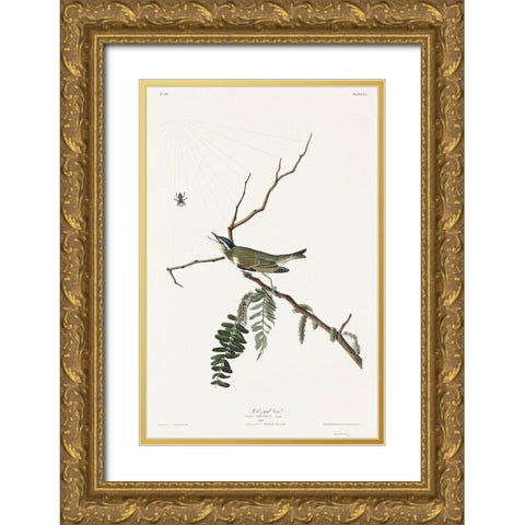 Red-eyed Vireo Gold Ornate Wood Framed Art Print with Double Matting by Audubon, John James