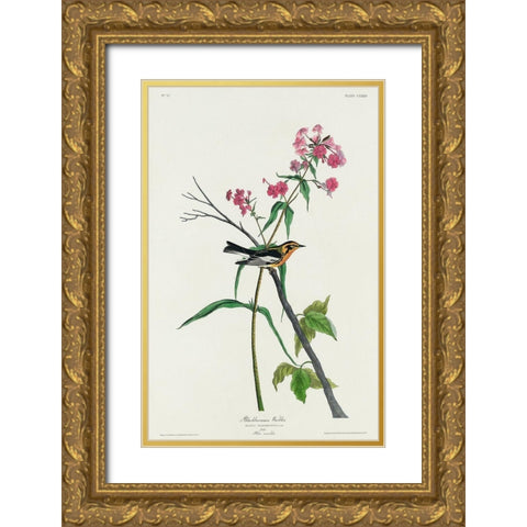 Blackburnian Warbler Gold Ornate Wood Framed Art Print with Double Matting by Audubon, John James