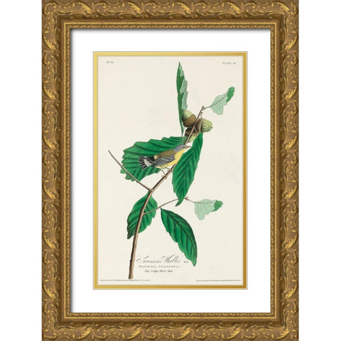 Black and Yellow Warbler Gold Ornate Wood Framed Art Print with Double Matting by Audubon, John James