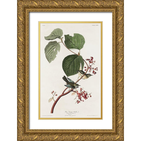 Pine Swamp Warbler Gold Ornate Wood Framed Art Print with Double Matting by Audubon, John James