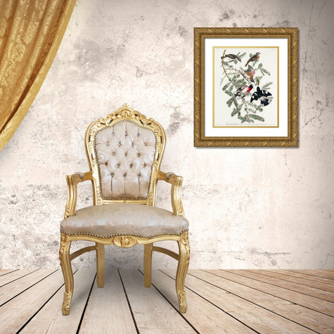 Rose-breasted Grosbeak Gold Ornate Wood Framed Art Print with Double Matting by Audubon, John James