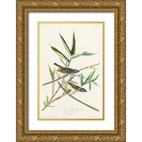 Vireo Solitarius Gold Ornate Wood Framed Art Print with Double Matting by Audubon, John James