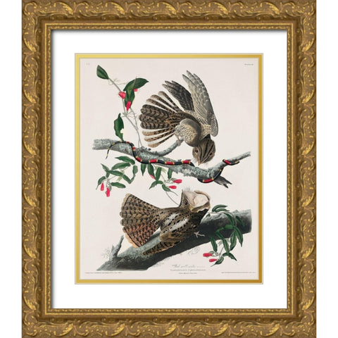 Chuck-wills Widow Gold Ornate Wood Framed Art Print with Double Matting by Audubon, John James