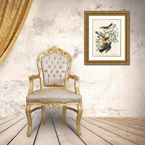 Mountain Mocking bird and Varied Thrush Gold Ornate Wood Framed Art Print with Double Matting by Audubon, John James