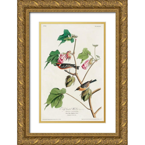 Bay-breasted Warbler Gold Ornate Wood Framed Art Print with Double Matting by Audubon, John James