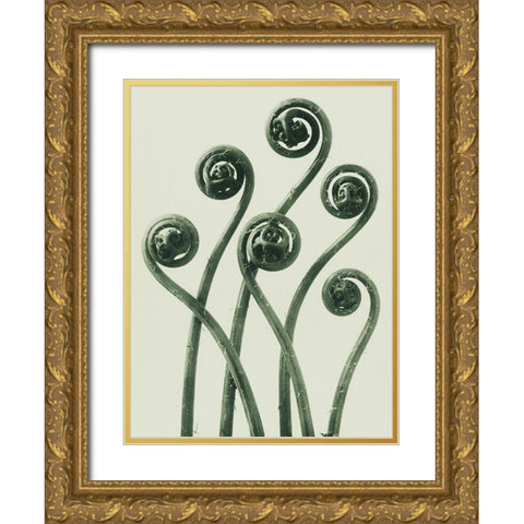 Adiantum pedatum (American Maiden-hair Fern) Gold Ornate Wood Framed Art Print with Double Matting by Blossfeldt, Karl