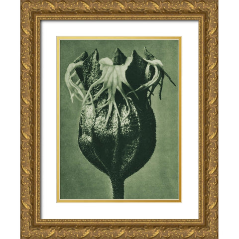 Tellima randiflora (Fringe Cups) Gold Ornate Wood Framed Art Print with Double Matting by Blossfeldt, Karl