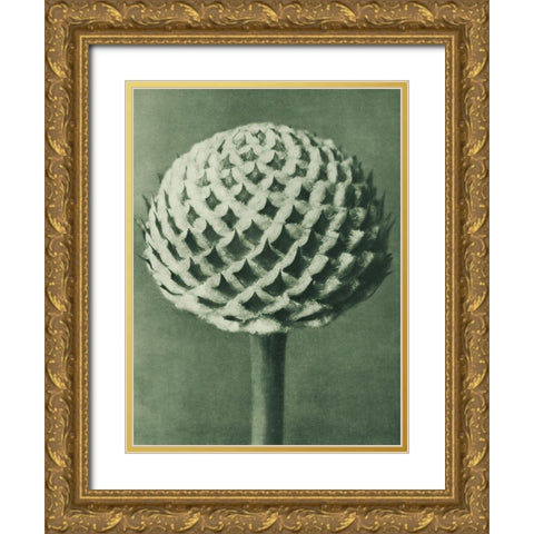 Cephalaria (Small Teasel) Gold Ornate Wood Framed Art Print with Double Matting by Blossfeldt, Karl