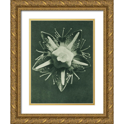 Parnassia palustris (Marsh Grass of Parnassus) Gold Ornate Wood Framed Art Print with Double Matting by Blossfeldt, Karl