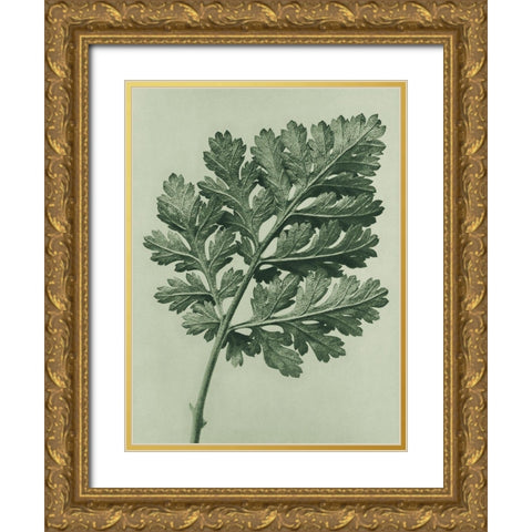 Chrysanthemum parthenium (Feverfew chrysanthemum) Gold Ornate Wood Framed Art Print with Double Matting by Blossfeldt, Karl