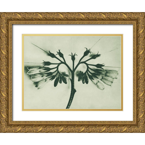Symphytum officinale (Common Comfrey) Gold Ornate Wood Framed Art Print with Double Matting by Blossfeldt, Karl