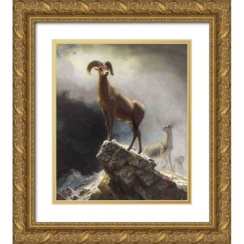 Rocky Mountain Sheep or Big Horn, Ovis, Montana Gold Ornate Wood Framed Art Print with Double Matting by Bierstadt, Albert